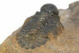 Bubble Nose Actinopeltis Trilobite - Rare Species #312786-4